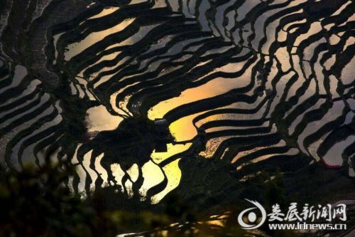 (美丽紫鹊界)
